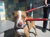 Beware of dog: Pigbert, an adult male pitbull/Labrador mix, was placed in a kennel at the Riverside County, Calif., animal shelter following the attack on a local pool man. The dog was returned to his owners under strict parameters.