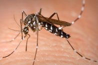 Asian Tiger Mosquito