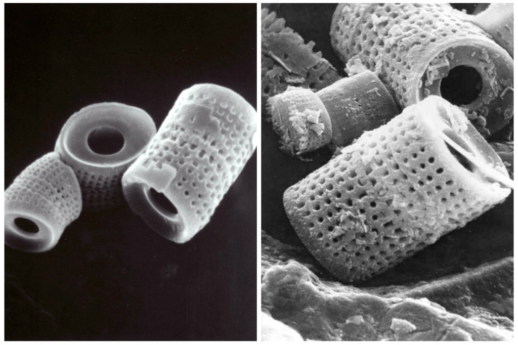 Under the power of a microscope, you can see that a single diatom is very porous, consisting of about 85% void space. The median particle size is approximately 40 microns. A precoat in a filter is comprised of many millions of these particles.  Effective filtration depends on the even distribution of DE across the grids. Backwashing merely displaces the material.
