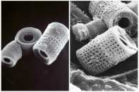 Under the power of a microscope, you can see that a single diatom is very porous, consisting of about 85% void space. The median particle size is approximately 40 microns. A precoat in a filter is comprised of many millions of these particles.  Effective filtration depends on the even distribution of DE across the grids. Backwashing merely displaces the material.
