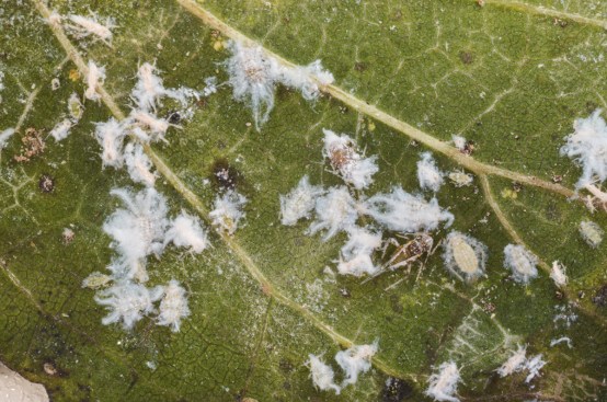 The rugose spiraling whitefly has been blamed for a host of pool 
problems in southern Florida. In recent months, service pros in the 
north central part of the state have speculated that the critters have 
been creeping their way up. Turns out, it's not the whitefly that has 
been wreaking havoc, but the Asian woolly hackberry aphid, seen here.