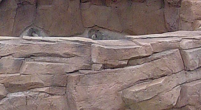 Common mistakes: Here, the grain cracks are so uniform they almost appear to be joints between stacked stone.