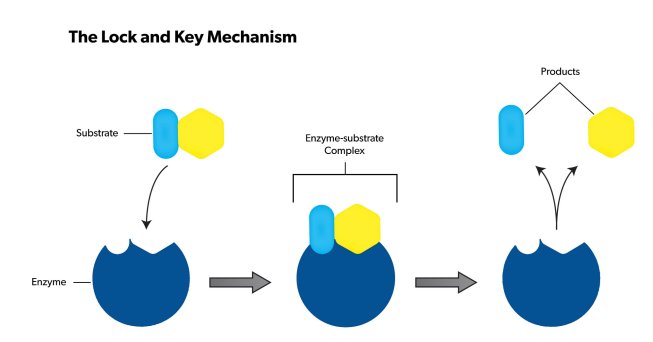 Enzymes often are explained through a lock-and-key model as shown above.