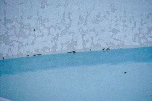 Scaled up:Calcium scaling may be caused by high calcium hardness, carbonate alkalinity, total dissolved solids and/or pH. Though scaling reflects a mineral accumulation atop the pool surface, and thus

tends to cause less permanent damage than etching does, it should still be avoided.